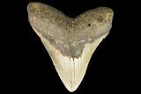 Fossil Megalodon Tooth - North Carolina #124330-1